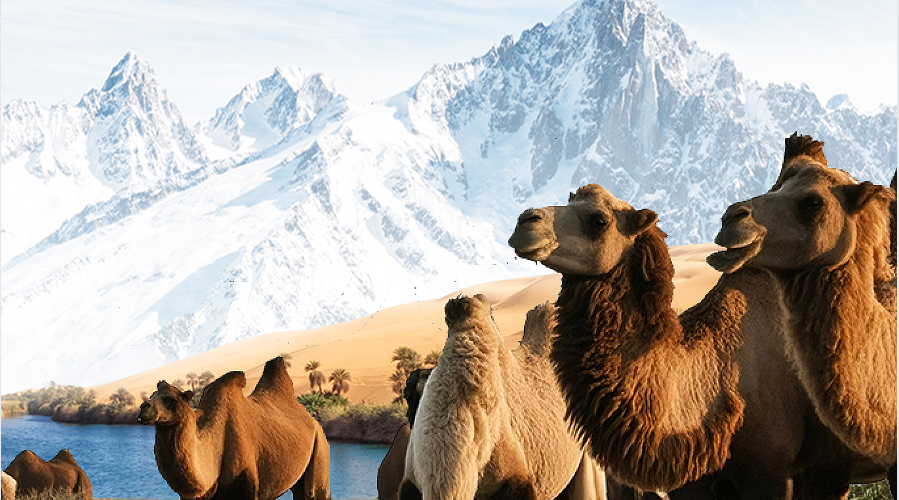 骆驼奶，因稀少而珍贵！